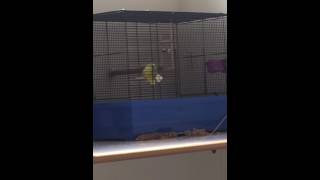 Budgie Falling Upside Down