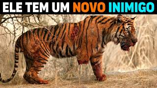 🚨 URGENTE: O Animal que está MATANDO TIGRES DE BENGALA na Índia