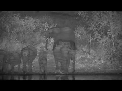 Djuma: Herd of Elephants getting a drink - 21:23 - 06/09/20