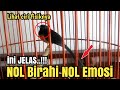 Segera Lakukan Trik Ini MURAI Bisu Langsung Doorrr Buka Paruh PATEN ️