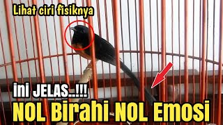 Download lagu Segera lakukan Trik ini MURAI bisu Langsung doorrr Buka paruh PATEN‼️ mp3