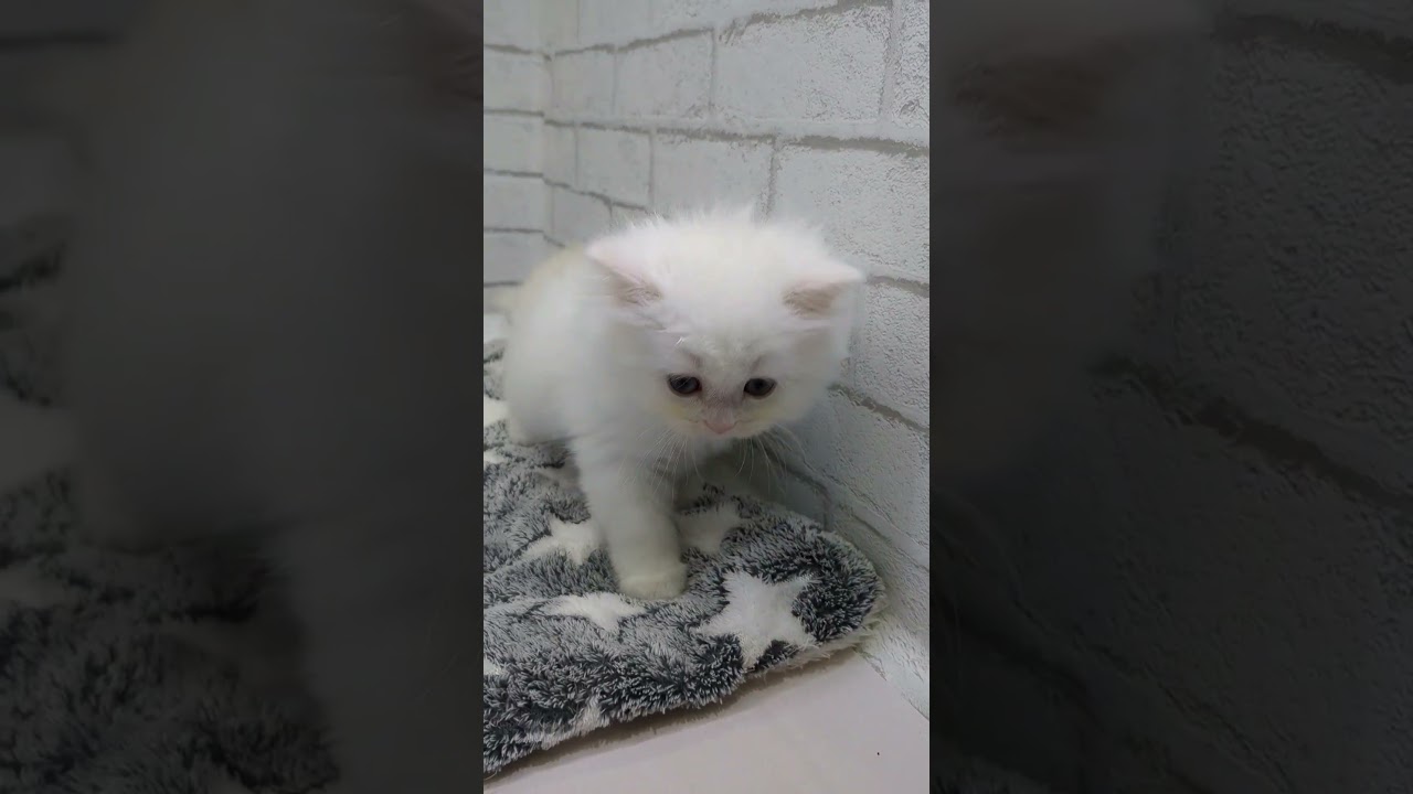 価格の安い【只今1組様ご予約】猫MIX③♂（ペルシャ×スコティッシュ