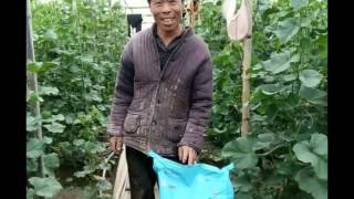 cocoly's joy is passing ,the story was continuing