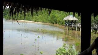 preview picture of video 'Philippines Subic Bay Mangrove Trail #2'
