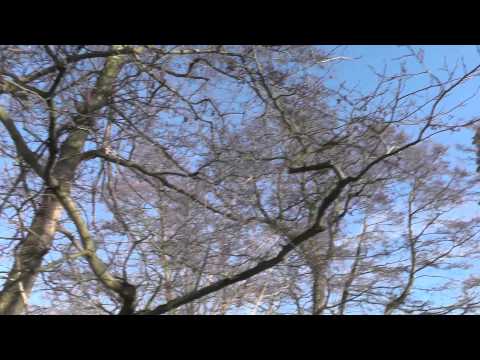 Panfield area near Braintree