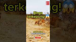 Download lagu Singa Dikeroyok Hyena Brutal di Tengah Sabana!  #singa #hyena #alamliar #pertarunganhewan mp3