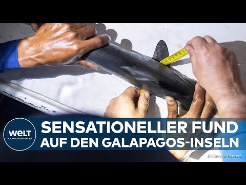 Video Thumbnail: GALAPAGOS-INSELN: Sensation! Forscher entdecken mögliche Brutstätte gefährdeter Glatt-Hammerhaie