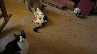 Kitties Shakin&#39; It Loose with REO Speedwagon