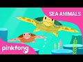 Tooty Ta Sea Turtle | Sea Animals Songs | Pinkfong Songs for Children