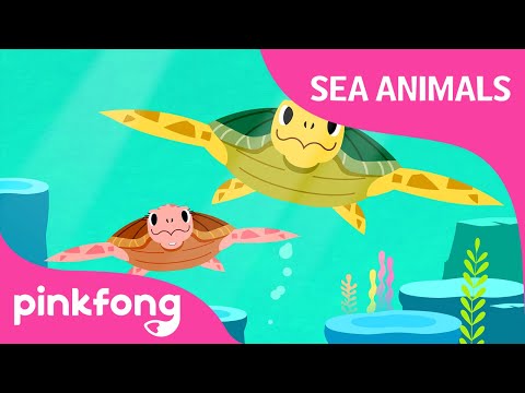 トゥティータウミガメ｜海の動物のうた｜ピンポン童謡 (Tooty Ta Sea Turtle | Sea Animals Songs | Pinkfong Songs for Children)