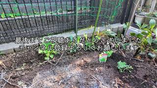 【何も無い日常系VLOG】桃の苗を植えてみた