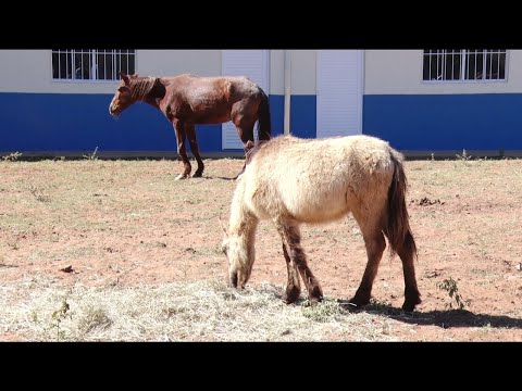 RC inaugura abrigo para animais de grande porte