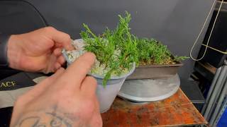 Did My Bonsai Cuttings Survive? Let's Find Out!