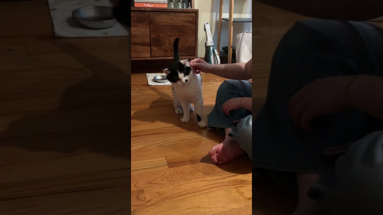 Enlarge Scotty, a ADOPTABLE American Shorthair in Brooklyn, NY video 2/6