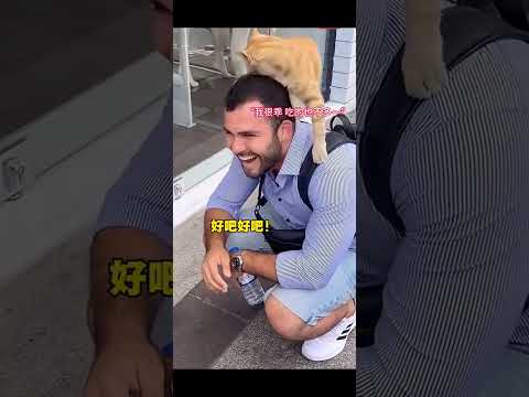 人：我就多摸了一下，就要我包喫包住啊～ 貓：今天總算成功撿到兩腳獸了…耶✌️ #流浪貓#也太可愛了吧 #跟著學畫畫#剪映剪同款