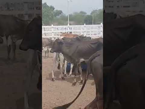 feira do gado de Conceição Paraíba # 29 Jan 2026 fé e Deus