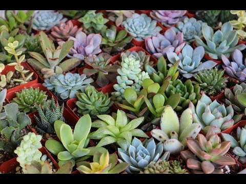 Specifications of succulent plant