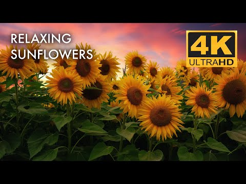 Yellow Sunflowers in 4K Video | Relaxing Sunflower Video with Natural & Birds Chirping Sound