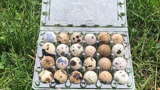 One of the most profitable ways to sell your quail eggs!!! Quail for profit by Myshire Farm