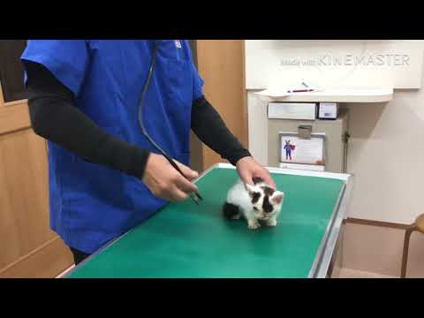 Abandoned Baby Kitten First Vet Visit