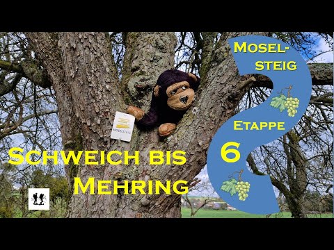 #Moselsteig, Etappe 6: Von Schweich nach Mehring