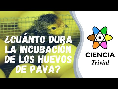 , title : '¿CUÁNTO DURA LA INCUBACIÓN DE LOS HUEVOS DE PAVA? - Macario Jesús Sánchez Galán | #CienciaTrivial'