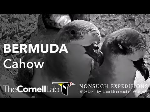 Endangered Bermuda Petrels Live! CahowCam Burrow 1 | Nonsuch Expeditions | Cornell Lab