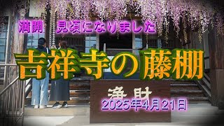 吉祥寺の藤が満開になりました　　4K