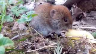 mouse eating penne rigate