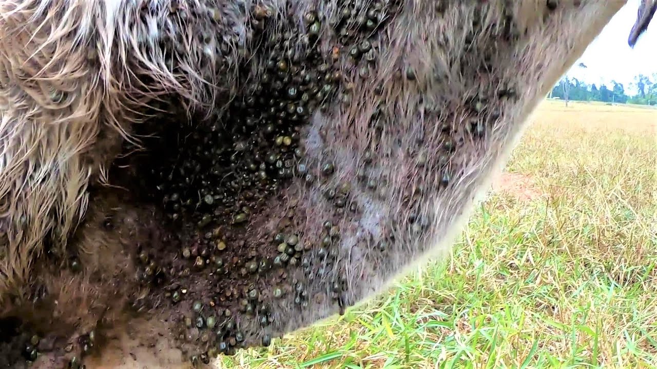 Entupida de CARRAPATO ... salvamos  o Boizim