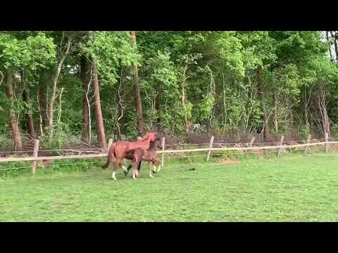 Hengstfohlen von Maracaná