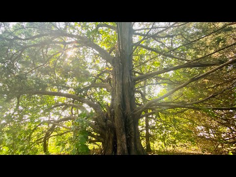 The Motto "Let Go" Is Nonsense (non-duality) ⁣ ⁣