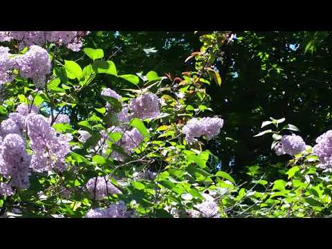 Butterfly Beauty in Maine
