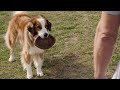 A Dog S Journey Announcement Teaser