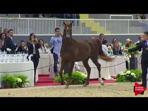 N.76 VESUVIUS DPA - Milan 2018 - 4-6 Years Old Stallions (Class 10)