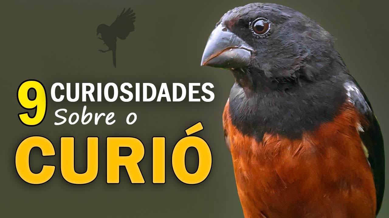 CURIÓ: 9 CURIOSIDADES sobre a ave | Pássaro que canta para evitar brigas | Canto do CURIÓ SELVAGEM