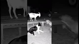 Creature Comes From Different Direction To Goats | Dog Tackles It Off The Platform #scary #dog #fyp