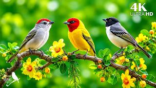 🐦 Peaceful Piano & Birdsong | Calm Forest Nature Sounds for Sleep, Relaxation & Mental Peace