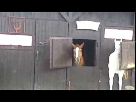 Брутальный конь(грайндкор версия)