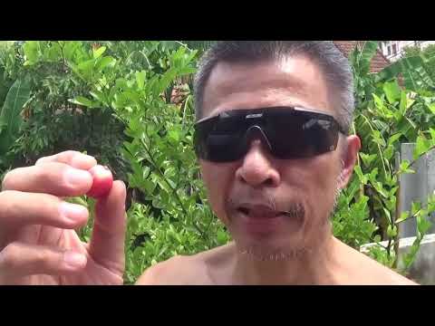 ผลิตภัณฑ์ธรรมชาติเพื่อเพิ่มความแข็งแรง สมาชิกสัญลักษณ์เล็ก ๆ