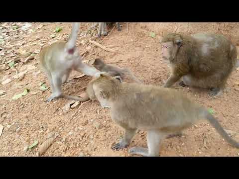 Wildlife monkey in Amber troop - Wildlife Animal 588