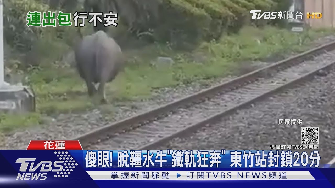 傻眼!脫韁水牛「鐵軌狂奔」東竹站封鎖20分