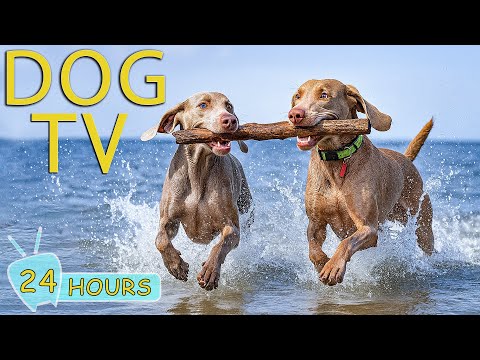 DOG TV: Videos Deeply Entertain & Anti-Anxiety for Dogs While You’re Away Home - Best Music for Dogs