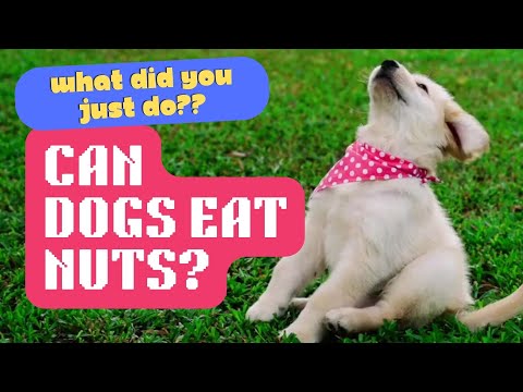 Can Dogs Eat Nuts?