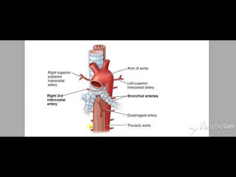 Esophagus relations 5