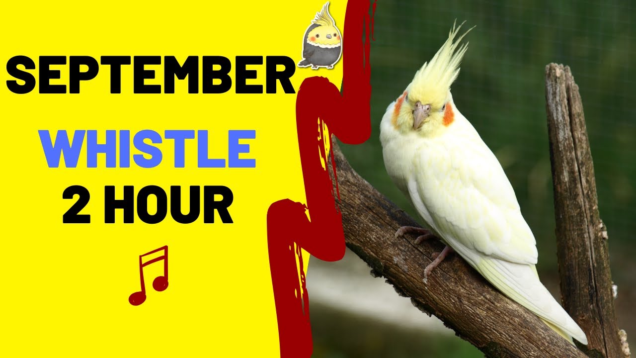 SEPTEMBER with WHISTLE 2 Hour - Bird Whistling Training - Cockatiel Singing Practice