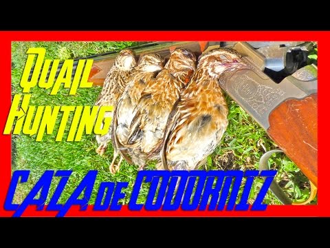 CAZA de CODORNICES con Kai #13 | QUAIL HUNTING | 2016 | HD