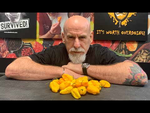 Twenty Yellow Ghost Pepper Challenge! Peppers from Jimmy Pickles! Harder than I thought!