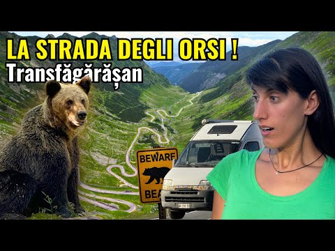 BEARS on the TRANSFER 🐻 CAMPER trip in ROMANIA 🇷🇴