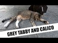 012 Grey Tabby Cat Wake Up Directly Asking For Food And To Be Petted